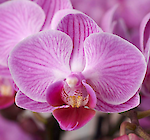 Marietheres Stirnimann-Schaller, Rothenburg